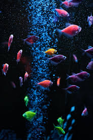 aquarium fish water bubbles hd