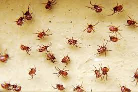 Black widow spiders are typically black with two reddish triangular markings usually joined to form how to get rid of black widow spiders. Baby Black Widow Spider Facts And Pictures Howchimp