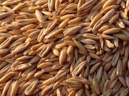 grains commonly fed to horses