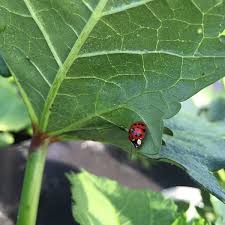 attracting ladybugs to your florida