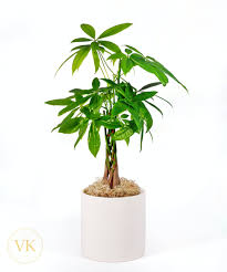 Here at conversationprints we specialize in printing professional style photos that are fun for all walks of life! Money Tree Plant Pinchira Aquatica Veldkamp S Flowers Denver Florist Fresh Cut Flowers Nationwide Same Day Flower Delivery