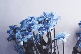 Send flowers today for low prices! Shallow Focus Photography Of Blue Flowers Photo Free Blue Image On Unsplash