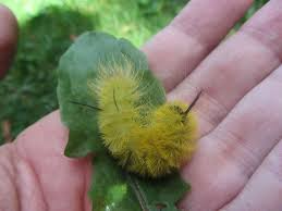 It has two pairs of black filaments, one pair on each airborne hairs will cause rashes and respiratory problems. American Dagger Caterpillar Yellow Fuzzy Caterpillar With 5 Black Hai Americandaggercaterpillar Yel Fuzzy Caterpillar Backyard Animals Moth Caterpillar