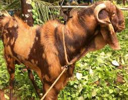 Indian Goat Breeds Information Guide Agri Farming