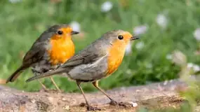 how-do-i-get-rid-of-robins