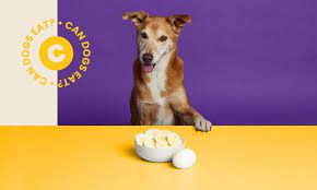 can dogs eat eggs everything you need