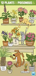 Dangerous Plants For Dogs