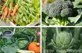 What vegetables to plant in september What To Plant In September In Your Vegetable Garden