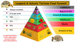 Sulcata Food Pyramid Tortoise Food Sulcata Tortoise Tortoise