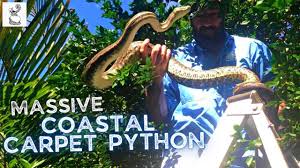 mive coastal carpet python you