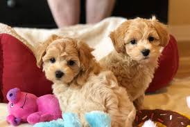 Maltipoo are cuddly, very loving, and smart. Renley Maltipoos Home Facebook