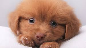 cute puppy puppy dog red