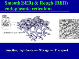 Smooth endoplasmic reticulum serves as a transitional area for transport vesicles. The Cell Key Points 1 Structure And Importance