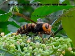 giant asian hornet by brettd russell