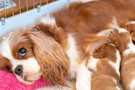 This also makes her puppies foodless for a longer time. Expectant Mama What Should I Feed My Pregnant Dog Oakland Veterinary Referral Services