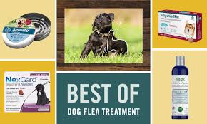 the best flea treatments for dogs
