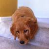Golden retriever puppy for sale near pennsylvania, lancaster, usa. 1