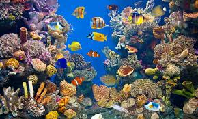 especies marinas, mas delicadas que las de agua dulce y por ello requieren una aclimatacion mas dedicada.