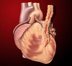 heart byp surgery explained in