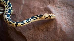 Here i reveal what last week's mystery snake was, and i distinguish the differences between four garter snake species native to the united states. Snakes Of Colorado Museum Of Natural History University Of Colorado Boulder
