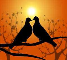 love birds represents heart compion