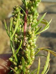 Artemisia biennis - Seattle
