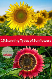 Check spelling or type a new query. 15 Stunning Types Of Sunflowers
