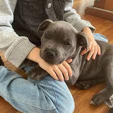 Our beautiful pitbull puppies are born and raised in our puppy farm which is a loving environment with affection and discipline. Available Pitbull Pitbull Puppy For Sale