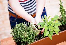 Top 10 Herbs To Grow At Home Today