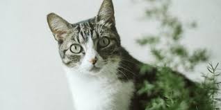 Common Plants That Are Toxic To Cats