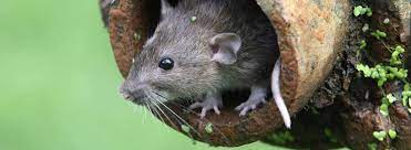 How To Control Rodents In Your Garden