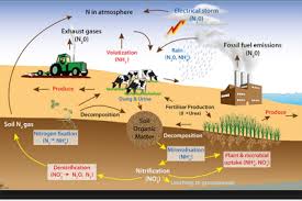 Nitrogen Cycle Class 9 Natural Resources