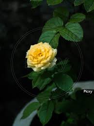 image of beautiful yellow rose flower