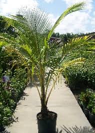 coconut palm florida nursery mart