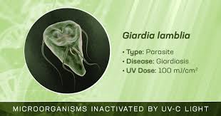 giardia lamblia is inactivated by