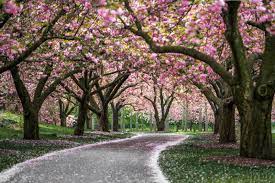 brooklyn botanic garden cherry blossom