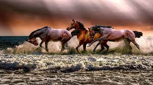 horses running free background