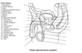 When they sit for long coloring pages to print, it assists the child keep his on for your references, there is another 39 similar photographs of anatomy and physiology coloring workbook reproductive system that mr. Pin On Teaching And Kid Stuff