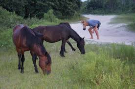 Wild horse of the outer banks. Just Me Hanging With The Wild Horses In The Outer Banks Funny