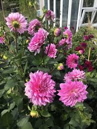 Find the perfect planting dahlia stock photos and editorial news pictures from getty images. Why I Just Chopped Off Every Single Dahlia Flower Jack Wallington Garden Design Ltd