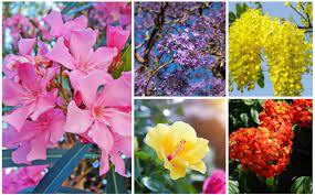 24 florida flowering trees (photos). 24 Florida Flowering Trees Photos Garden Lovers Club