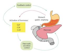 Implication Of Neurohormonal Coupled Mechanisms Of Gastric