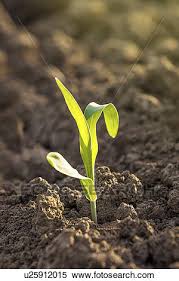 Corn Seedlings In Soil Stock Photography U25912015