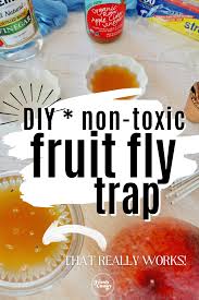 homemade fruit fly trap gnat trap