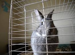 Ton Bunny Rescue Helps Unwanted