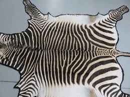 zebra taxidermy rug x 147z
