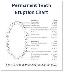 25 Abundant Dental Chart For Canine