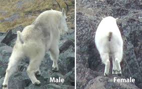 Appearance Of The Mountain Goat