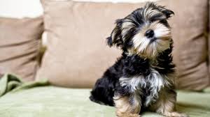teacup dogs and puppies what to know