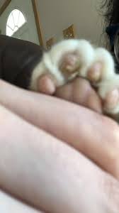Can a cutaneous horn fall off? My Cat Has Developed An Odd Callus On One Of His Toe Paws Beans He Kind Of Limps A Little It S Dry And With An Odd